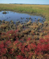 Saltmarsh autumn 2253-22.jpg - 34693 Bytes